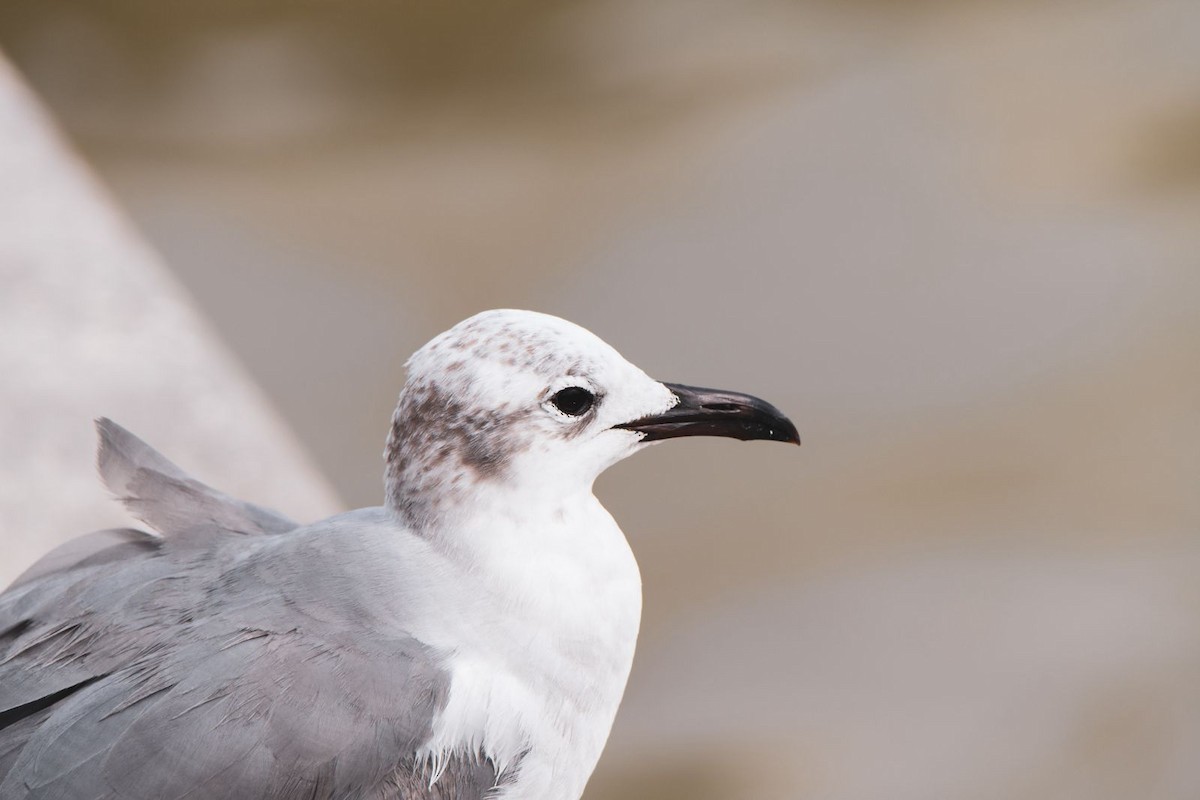 Laughing Gull - ML615769405