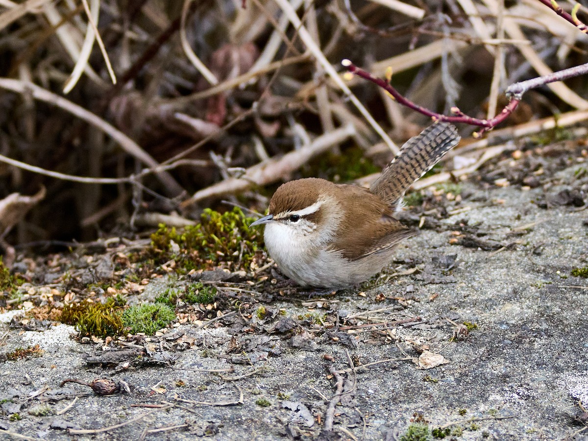 Bewick's Wren - ML615769427