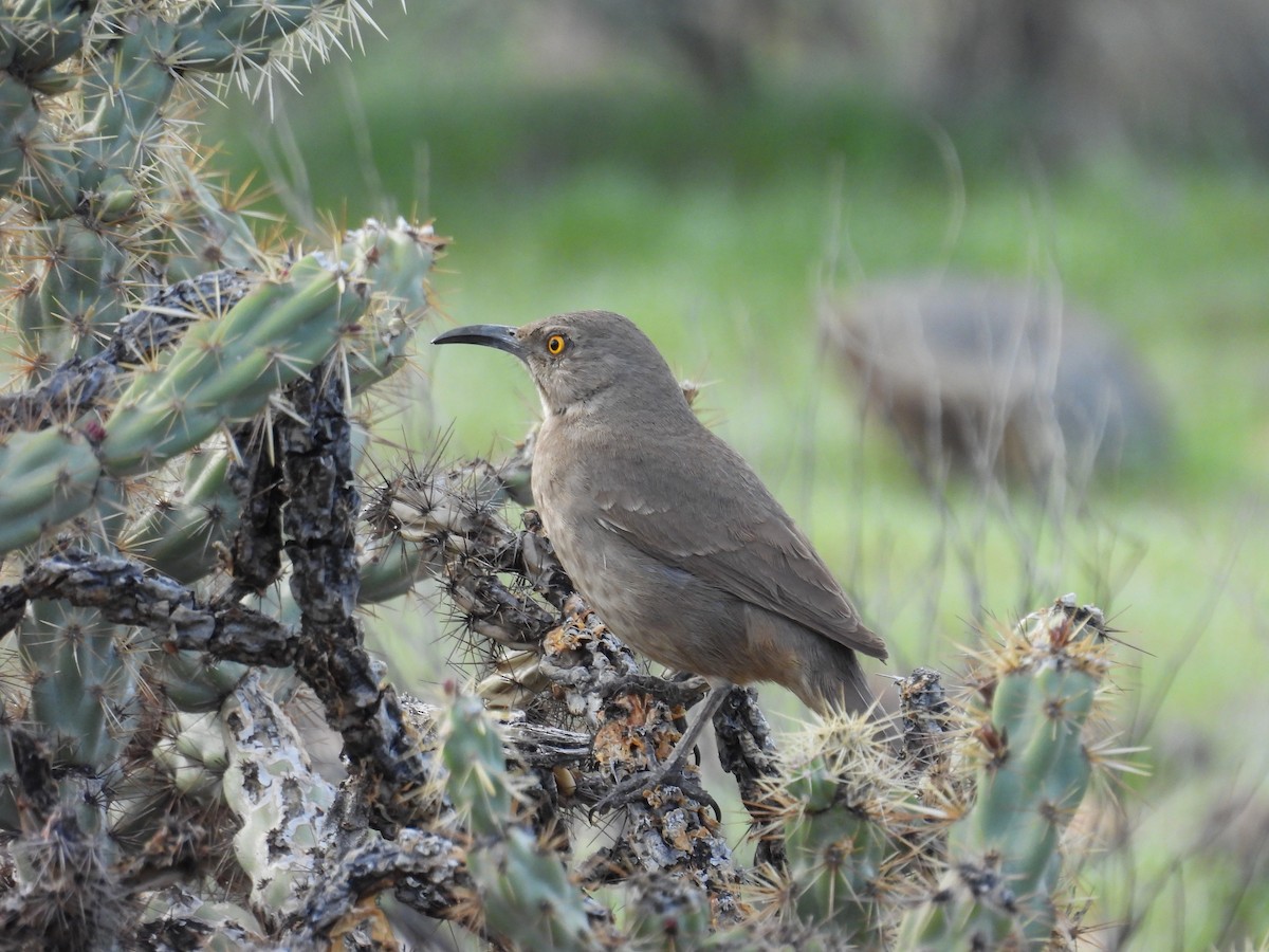 Curve-billed Thrasher - ML615769539