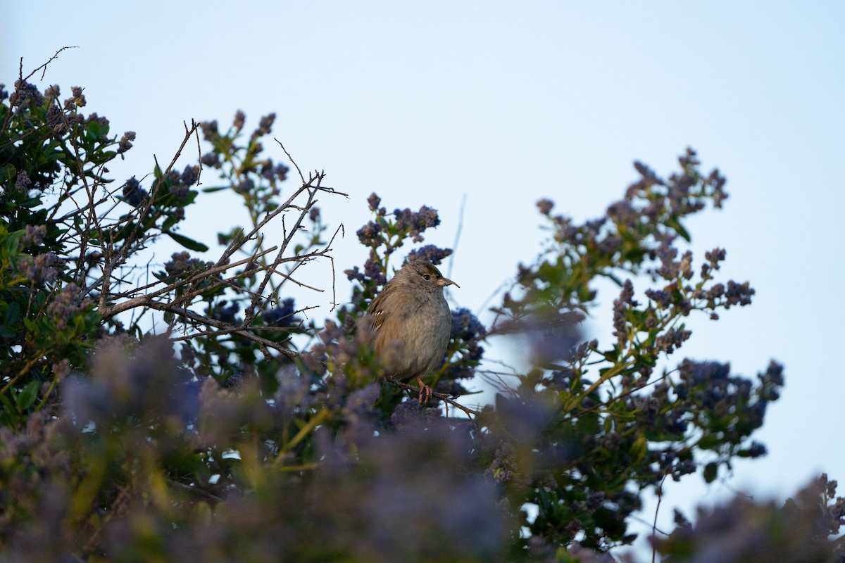 Golden-crowned Sparrow - ML615769619