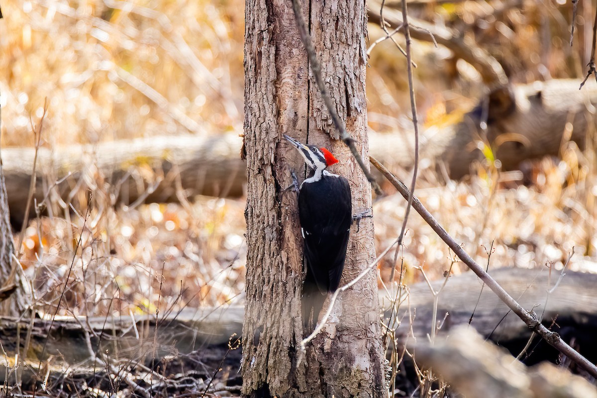 Pileated Woodpecker - ML615769627