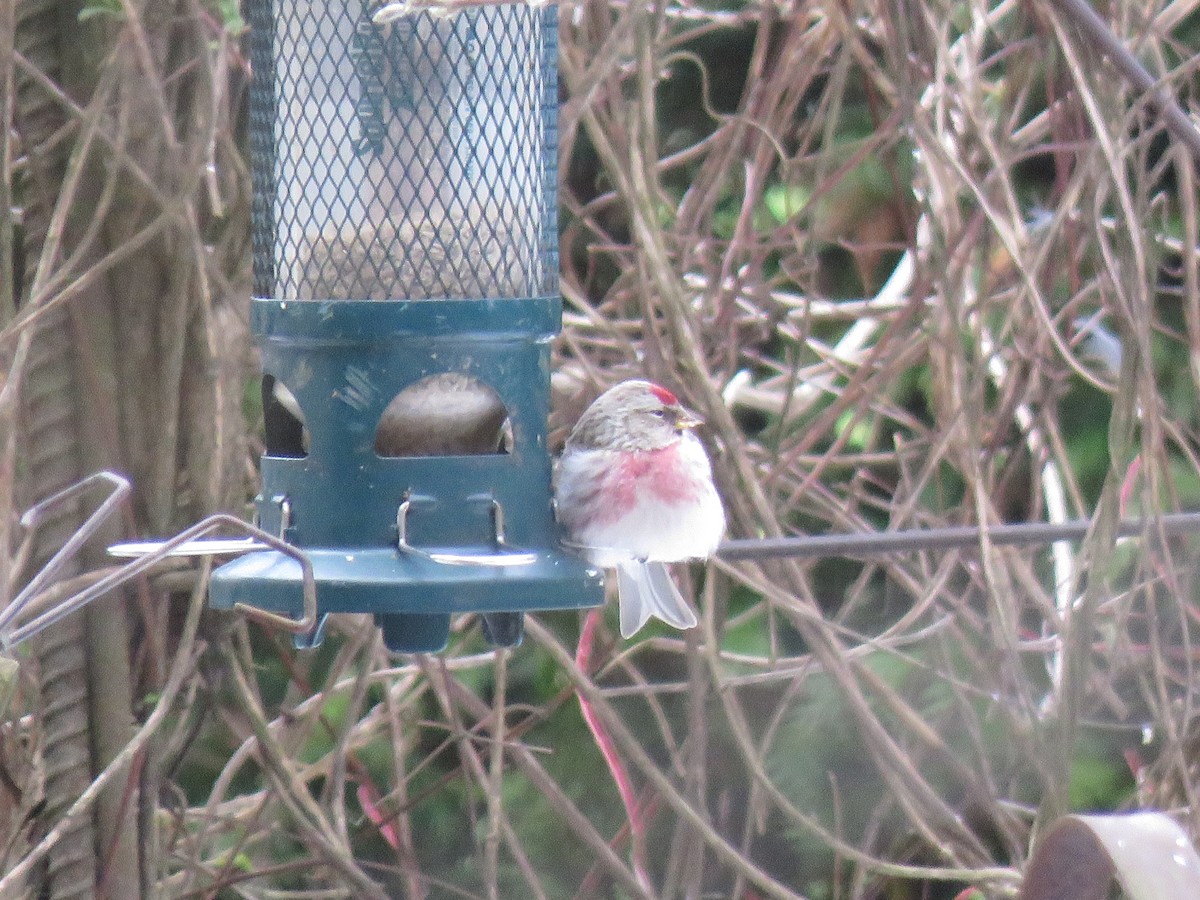 Common Redpoll - ML615769662