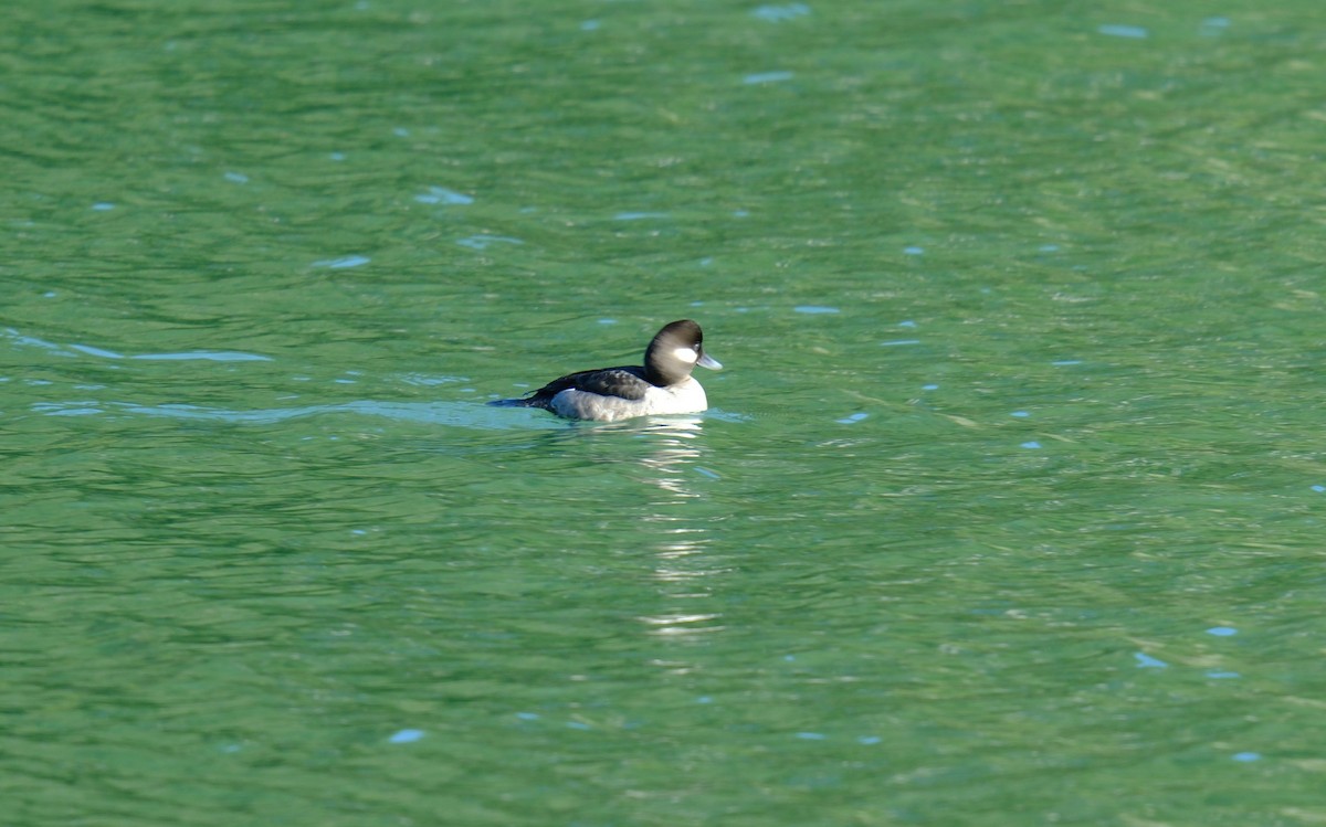 Bufflehead - ML615769680