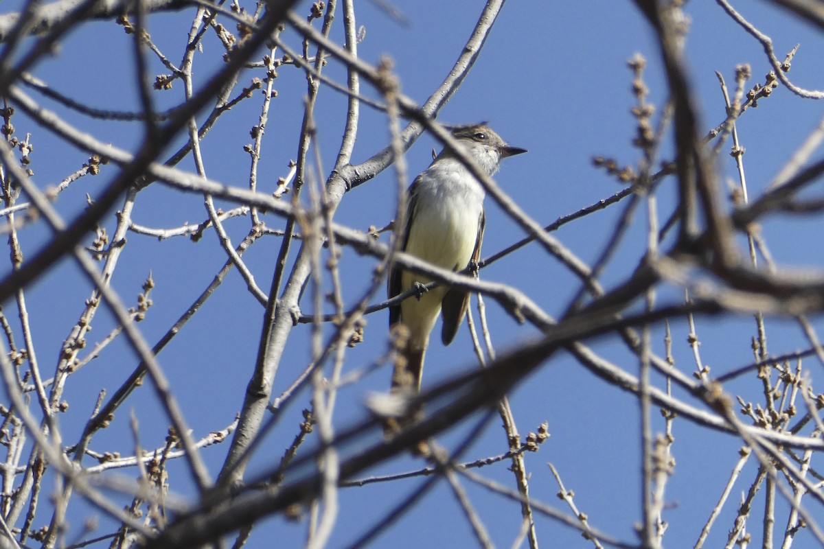 Nutting's Flycatcher - ML615769702