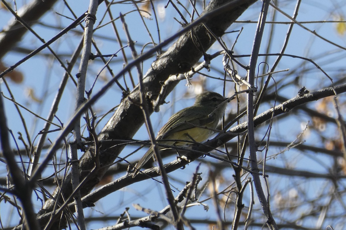 Greenish Elaenia - ML615769764