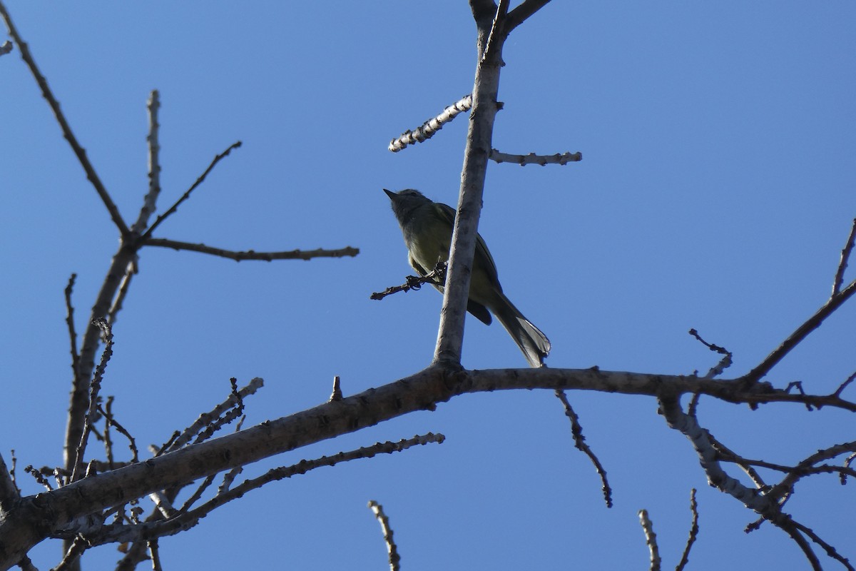 Nutting's Flycatcher - ML615769838