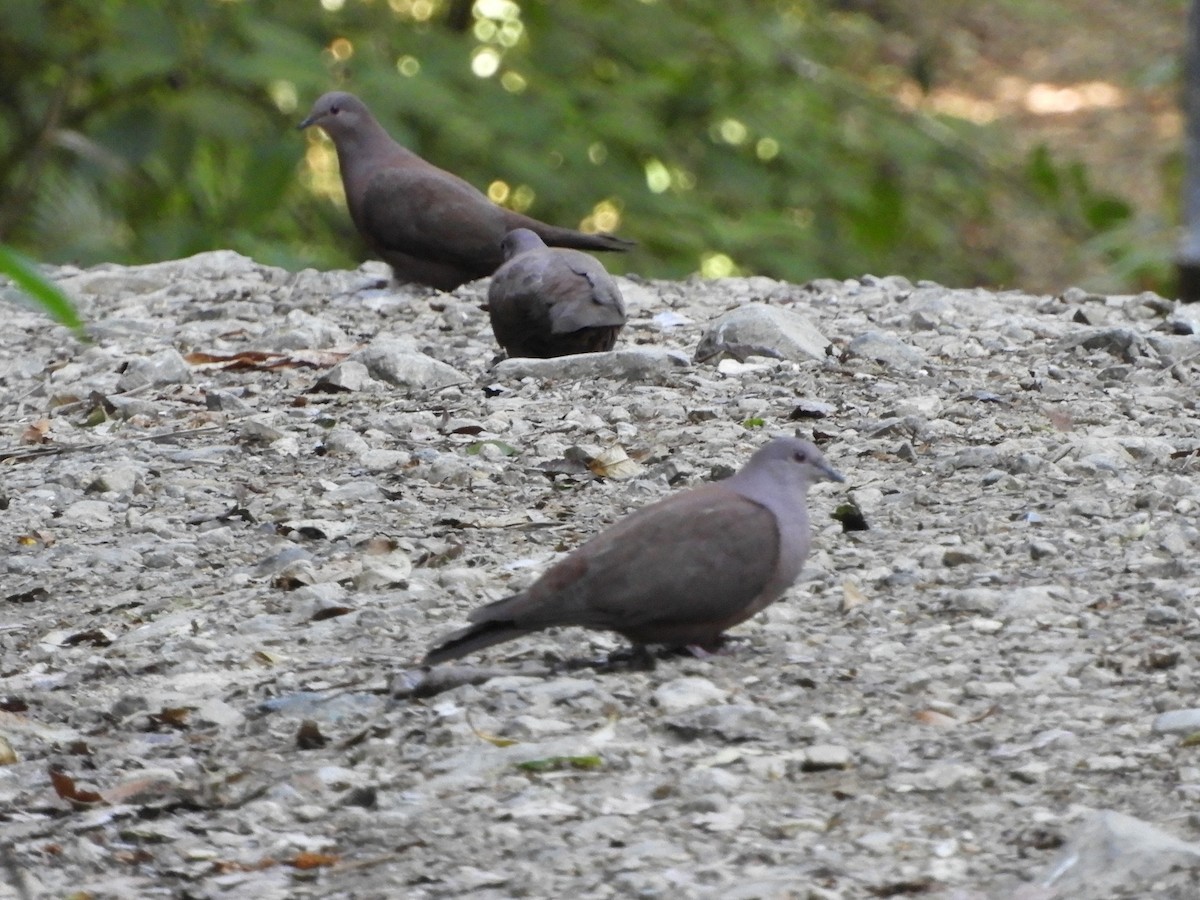 Pigeon vineux - ML615769883