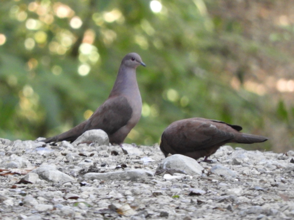 Pigeon vineux - ML615769884