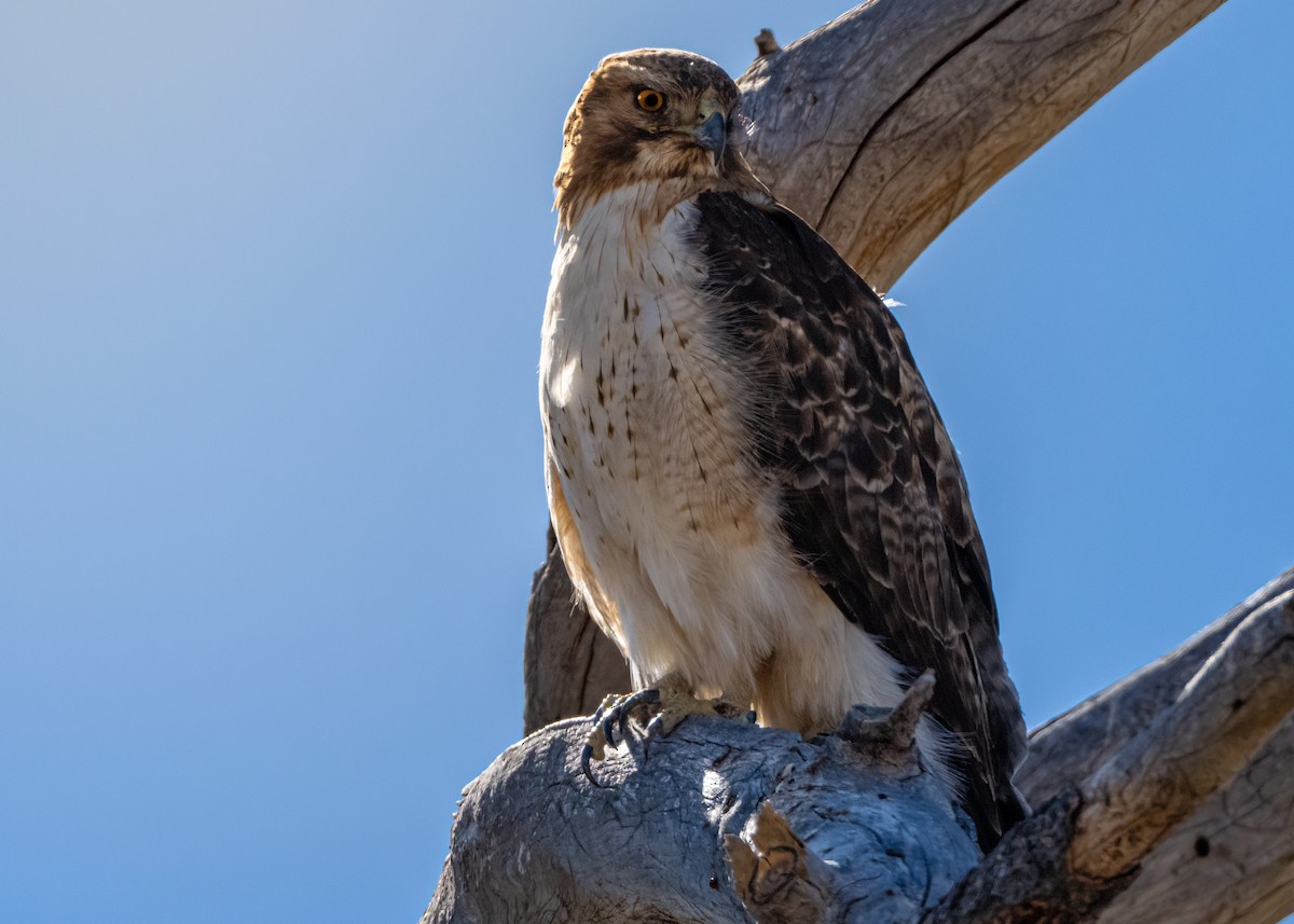 Red-tailed Hawk - ML615769950
