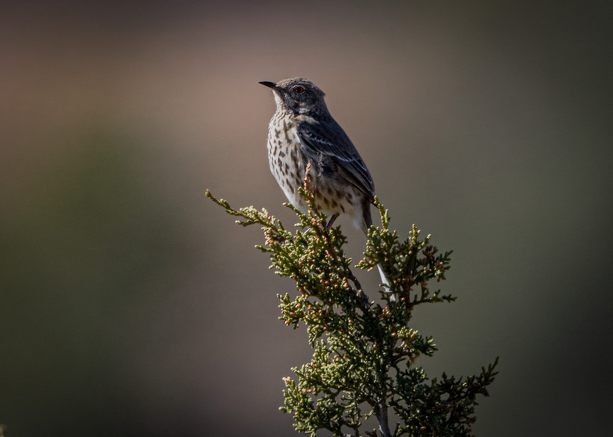 Sage Thrasher - ML615769952