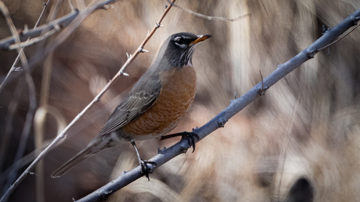 American Robin - ML615769955