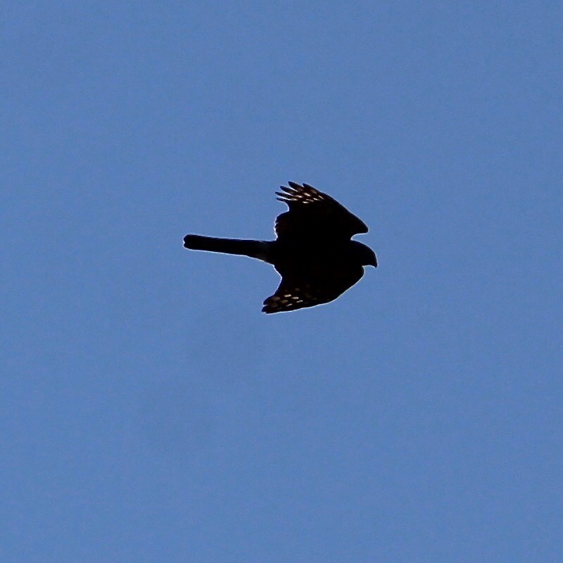 Sharp-shinned Hawk - Anonymous