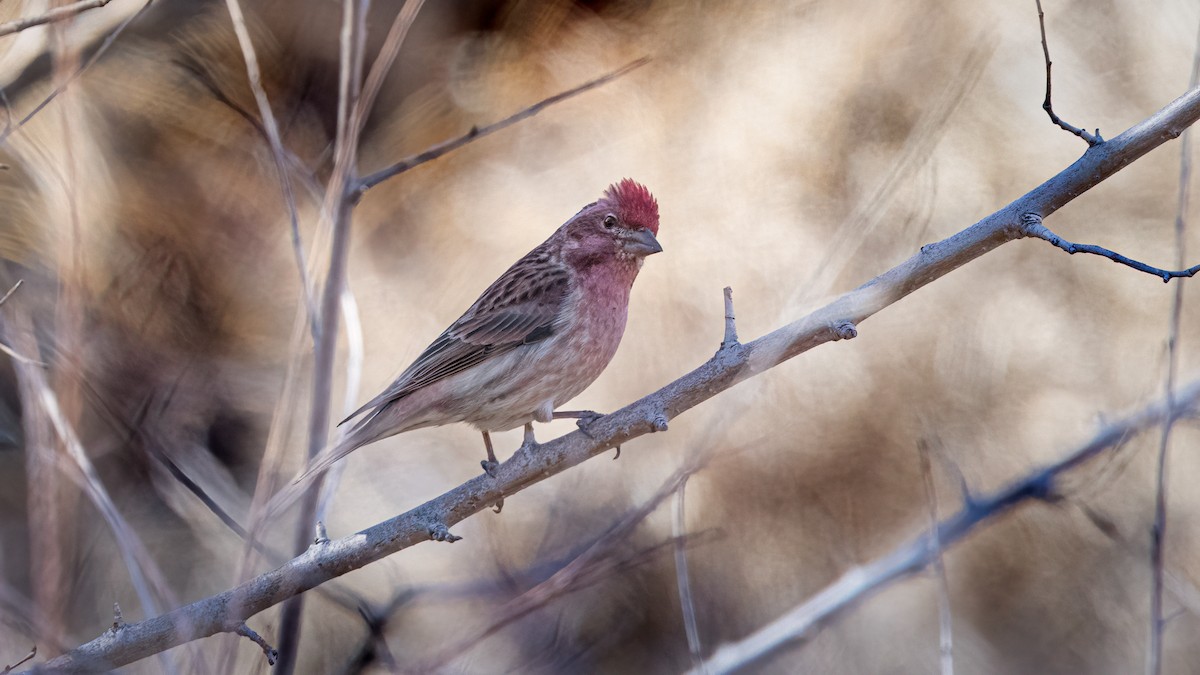 Cassin's Finch - ML615769968