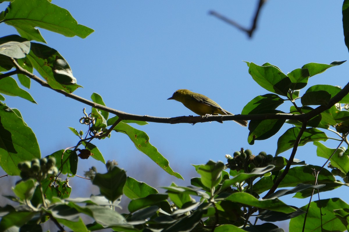 Vireo Dorado - ML615769973