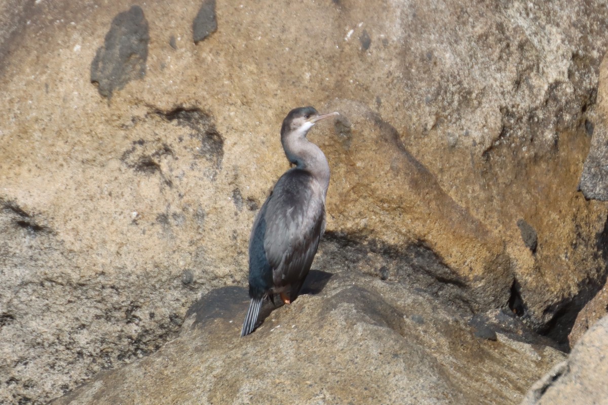 Spotted Shag - ML615769987