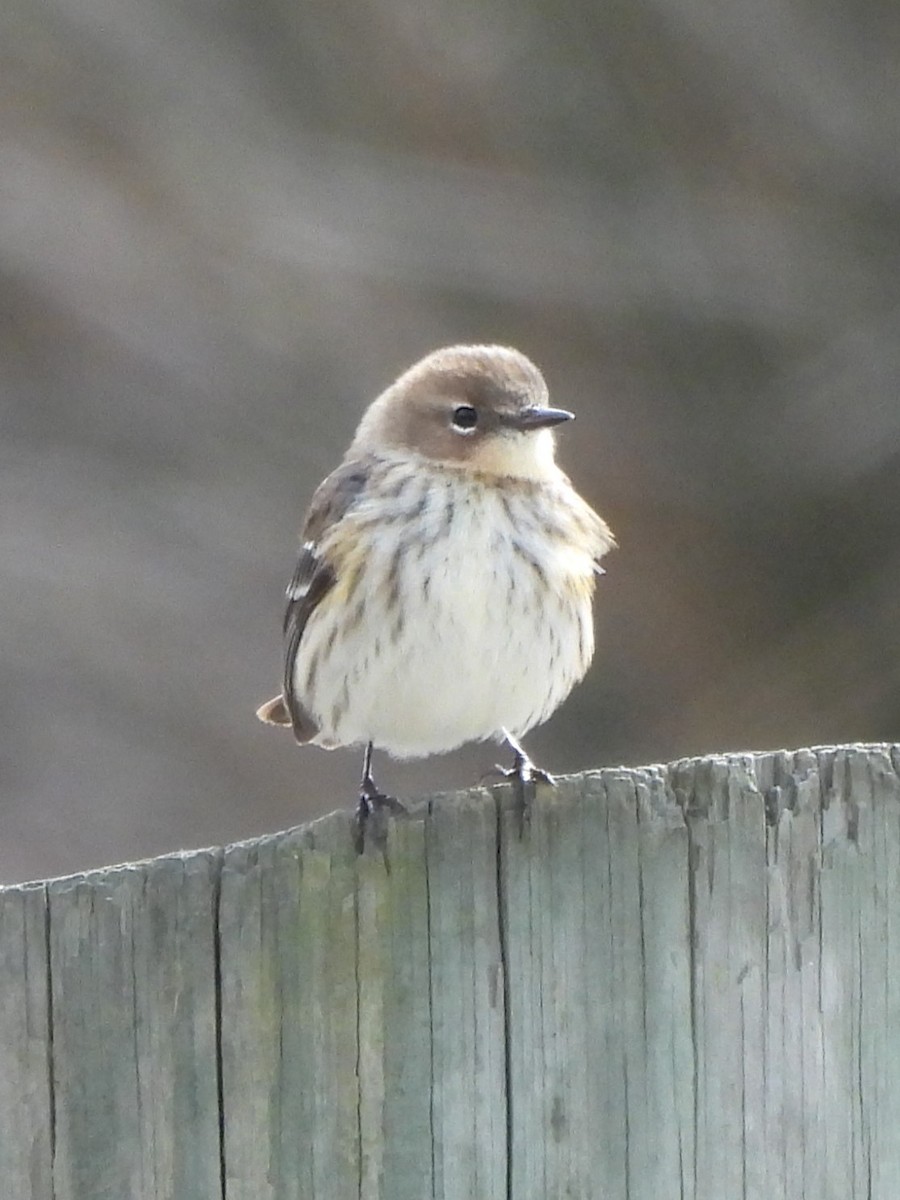 Yellow-rumped Warbler - ML615769997