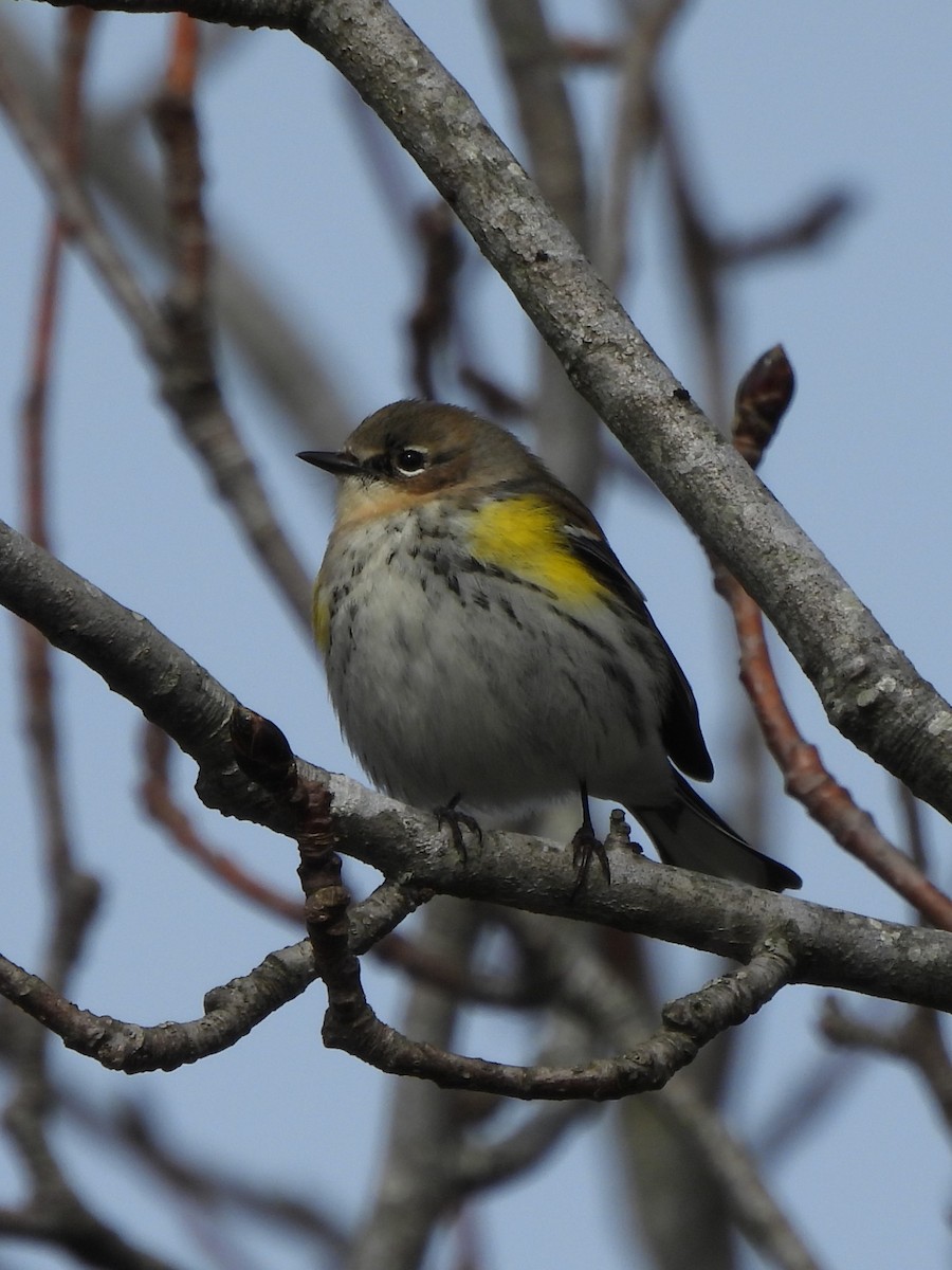 Yellow-rumped Warbler - ML615769998