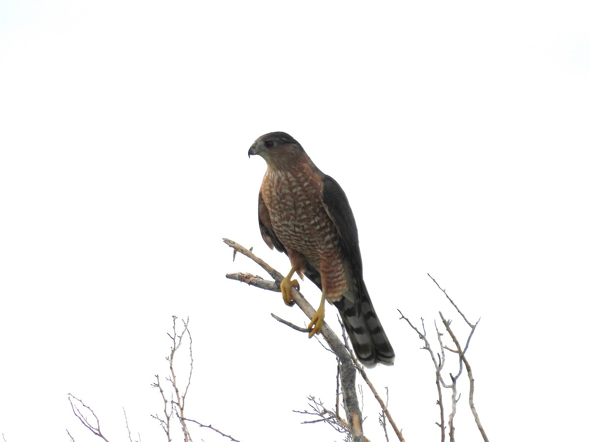 Cooper's Hawk - ML615770000