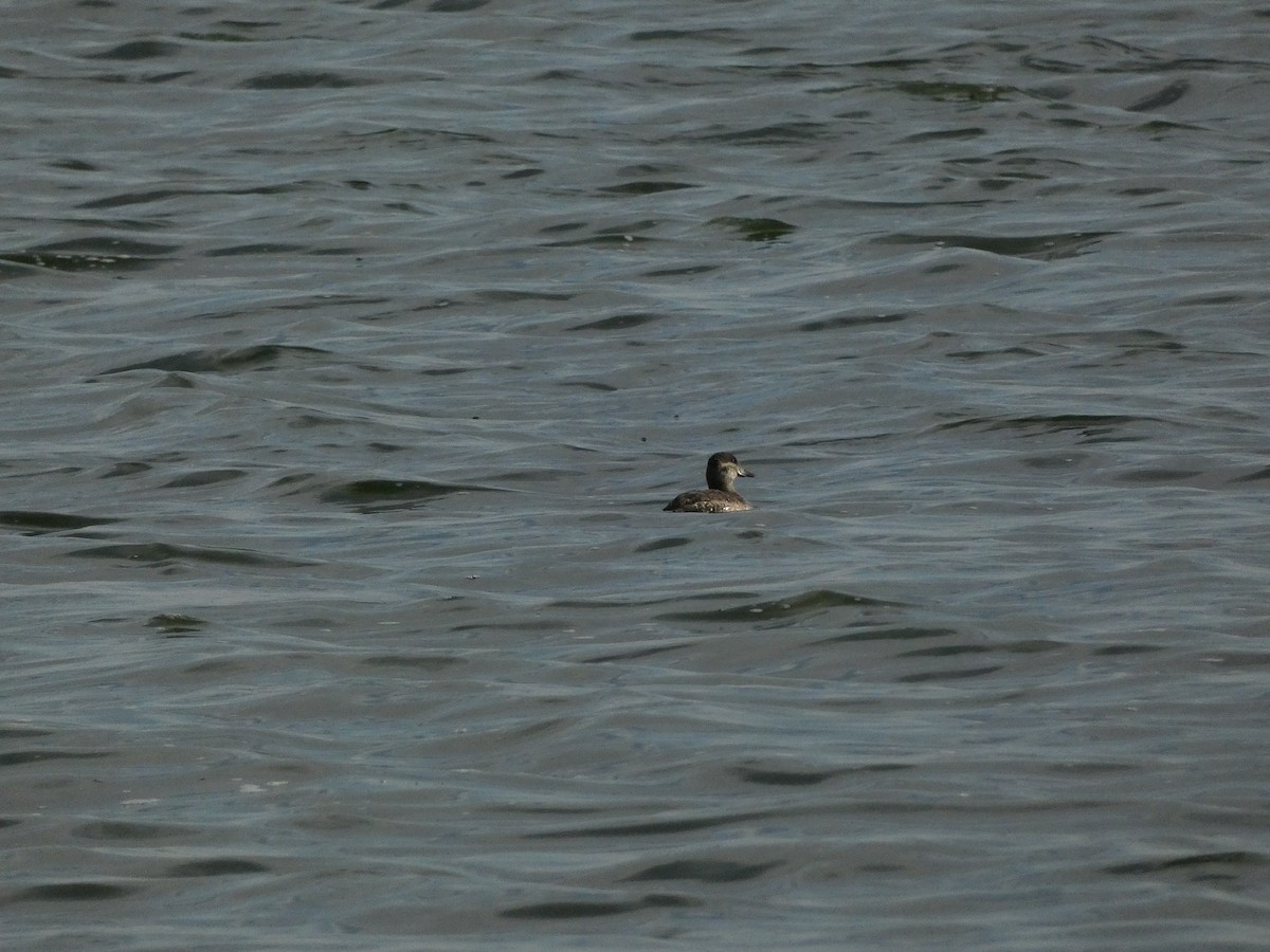 Ruddy Duck - ML615770023