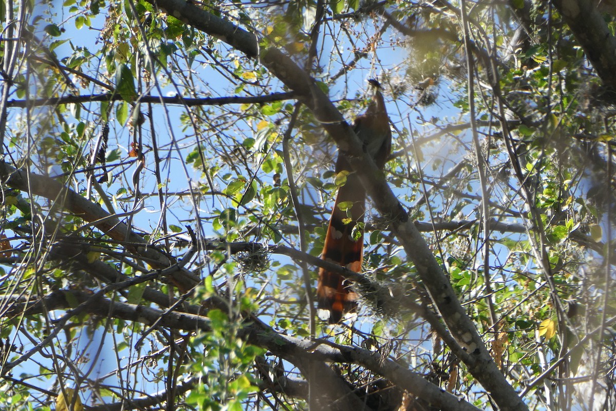 Squirrel Cuckoo - Taylor Yarborough