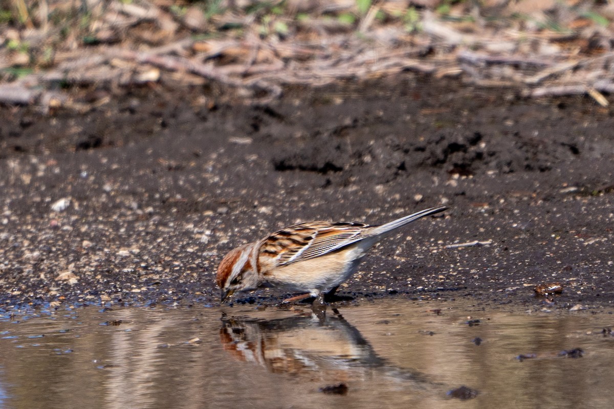 American Tree Sparrow - ML615770163