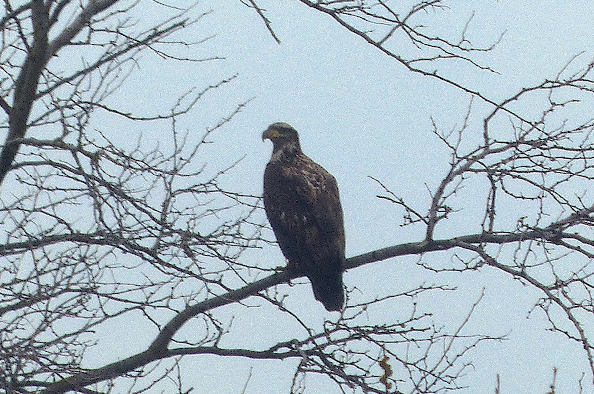 Bald Eagle - ML615770184