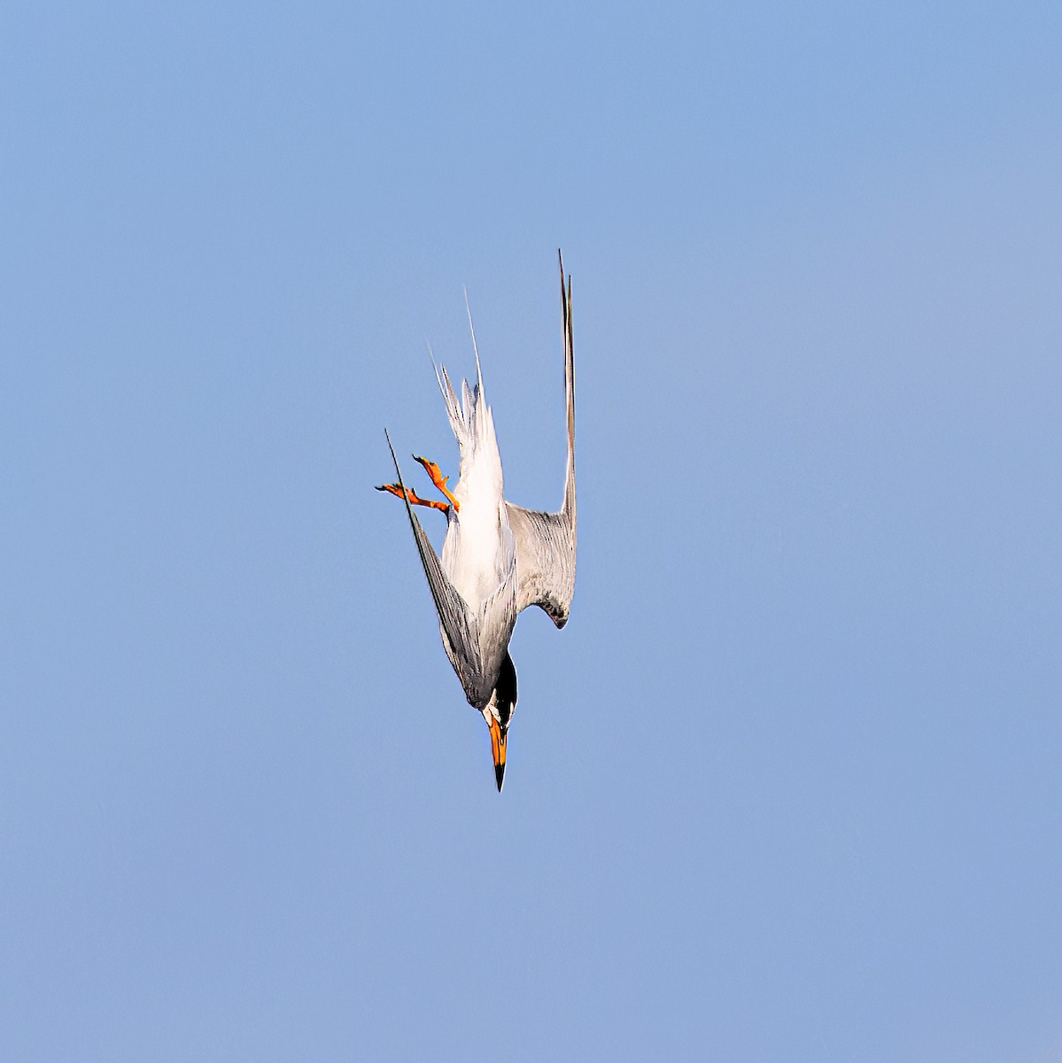 Little Tern - Ken Janson