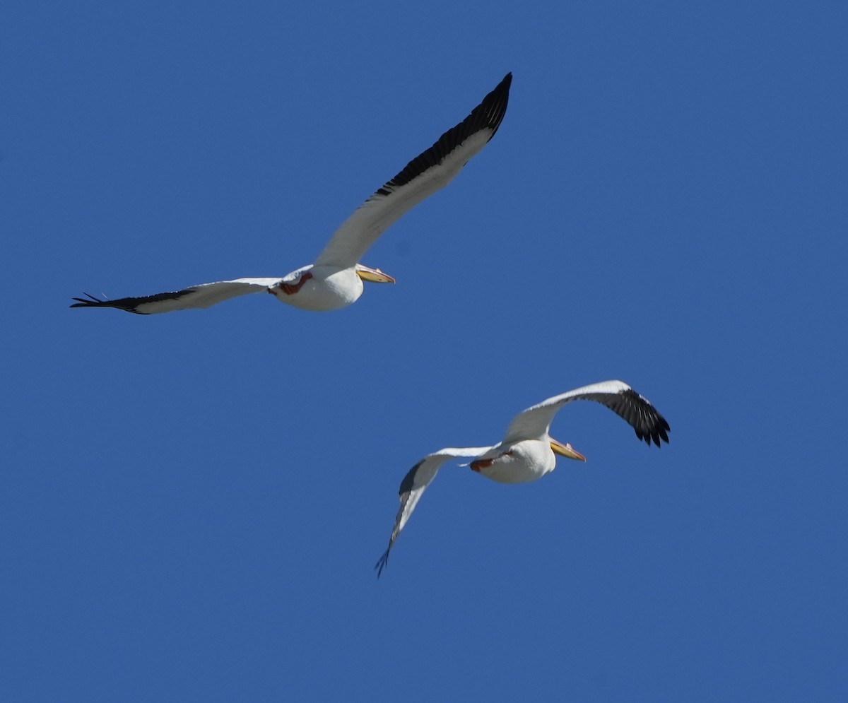 American White Pelican - ML615770210
