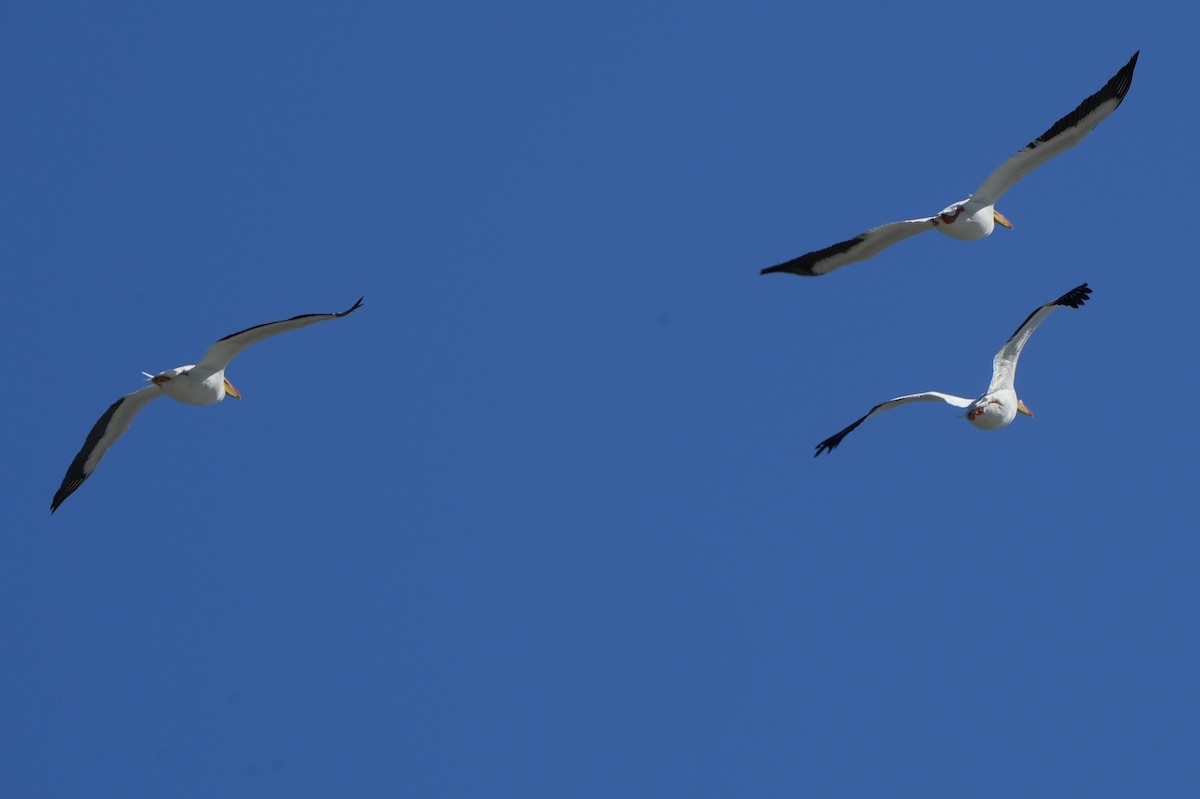 American White Pelican - ML615770222