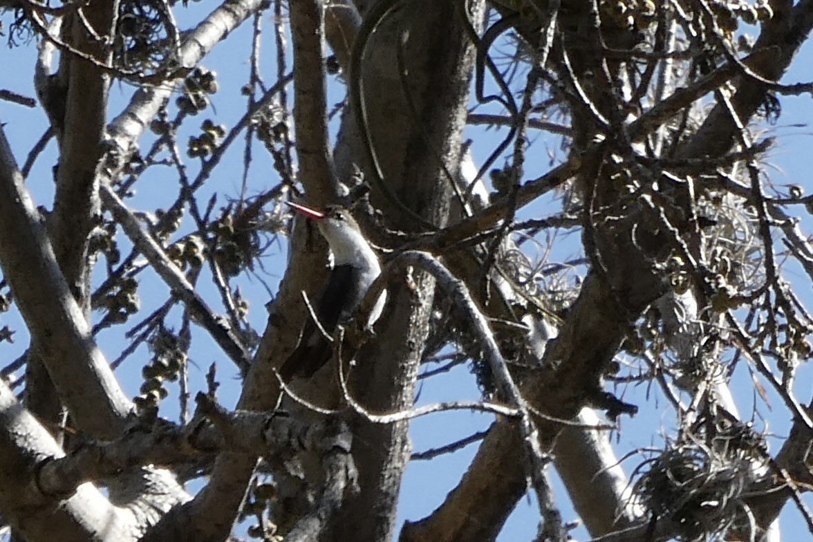 Violet-crowned Hummingbird - ML615770252