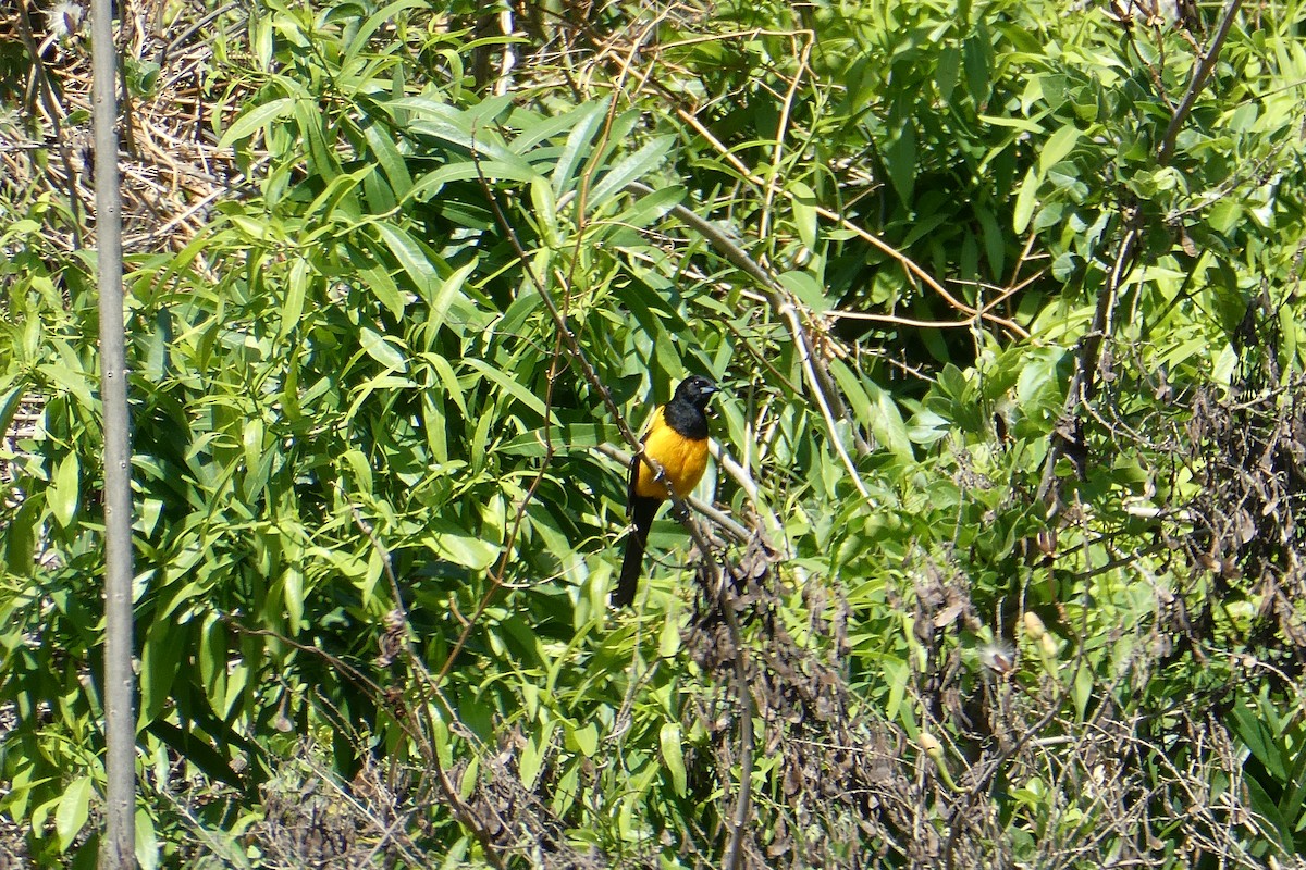 Black-vented Oriole - Taylor Yarborough