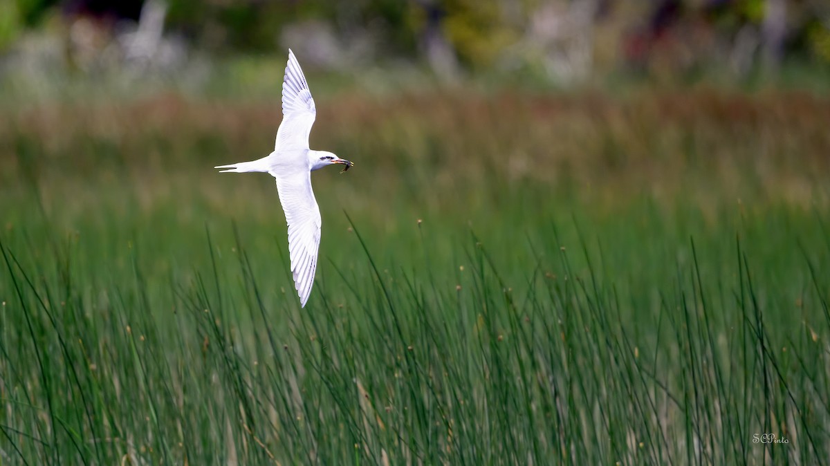 Snowy-crowned Tern - ML615770337