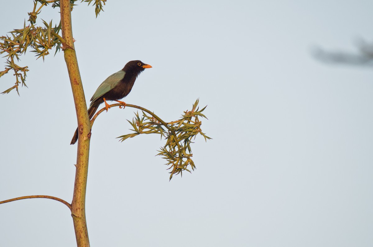 Yucatan Jay - ML615770339