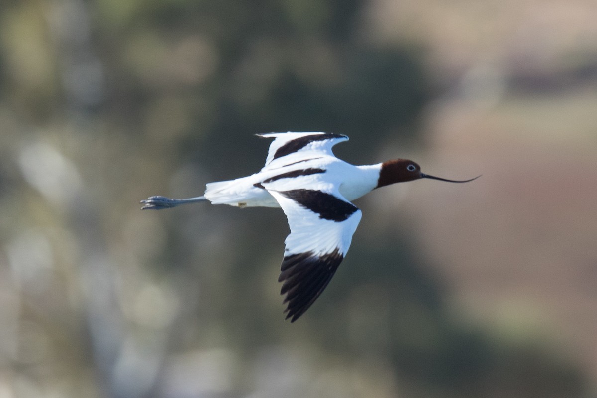 Avocette d'Australie - ML615770359