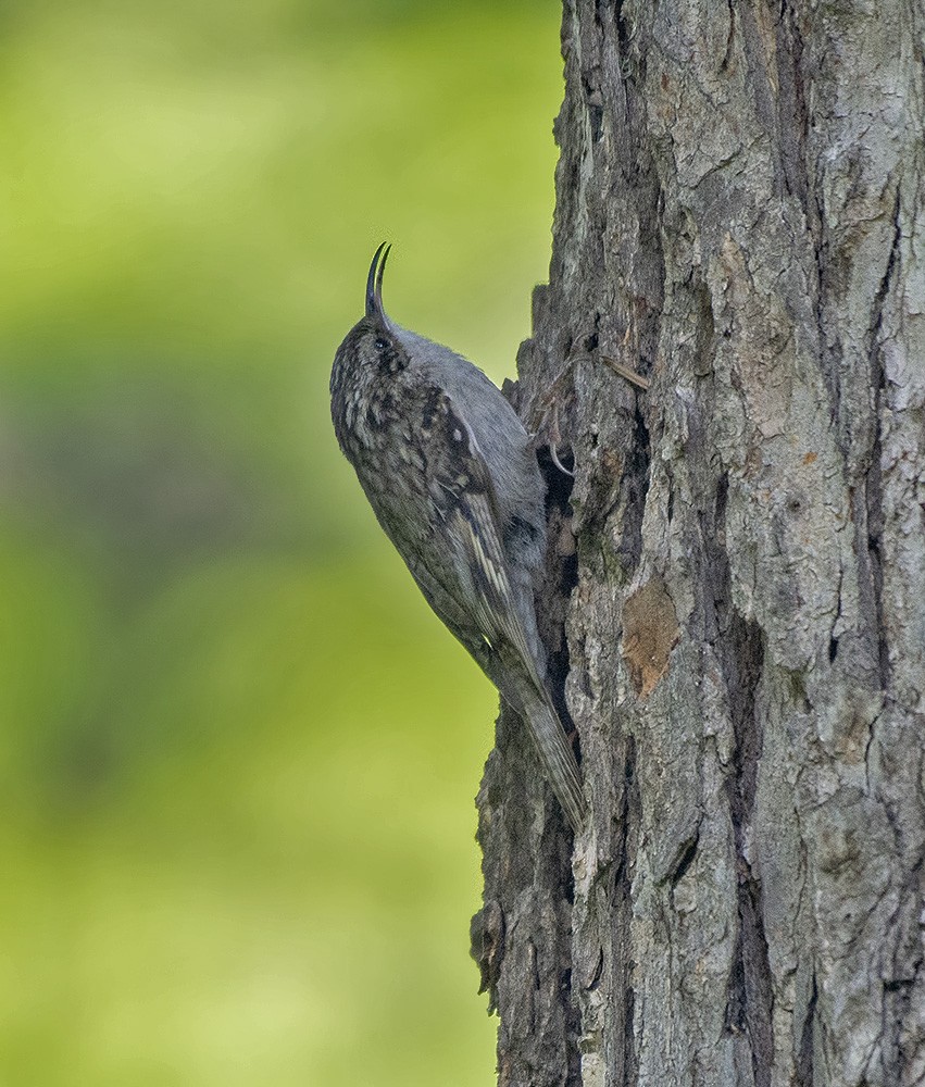 Bar-tailed Treecreeper - Rejaul Karim