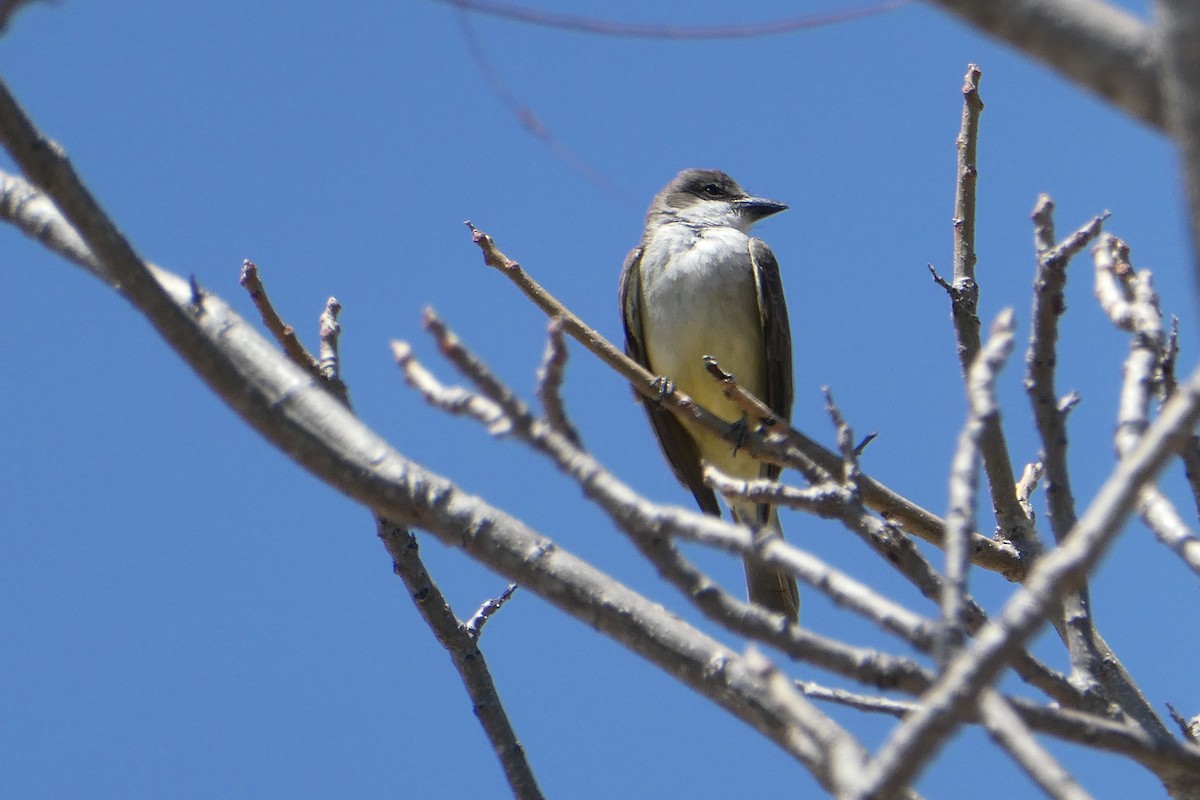 Thick-billed Kingbird - ML615770437