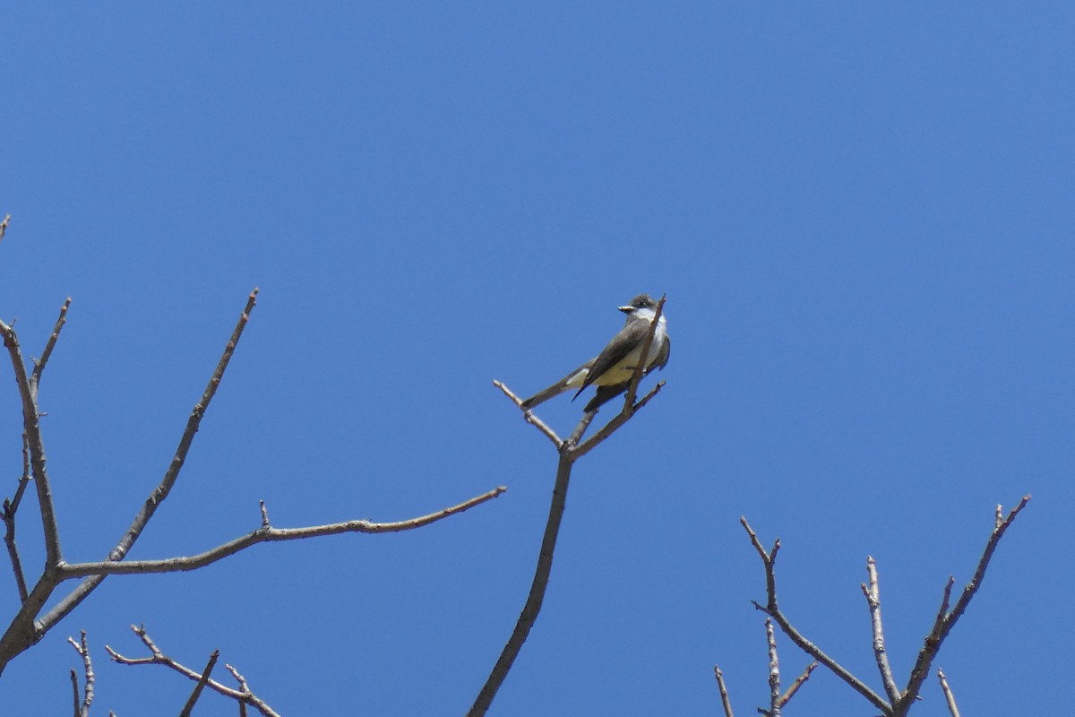 Thick-billed Kingbird - ML615770484