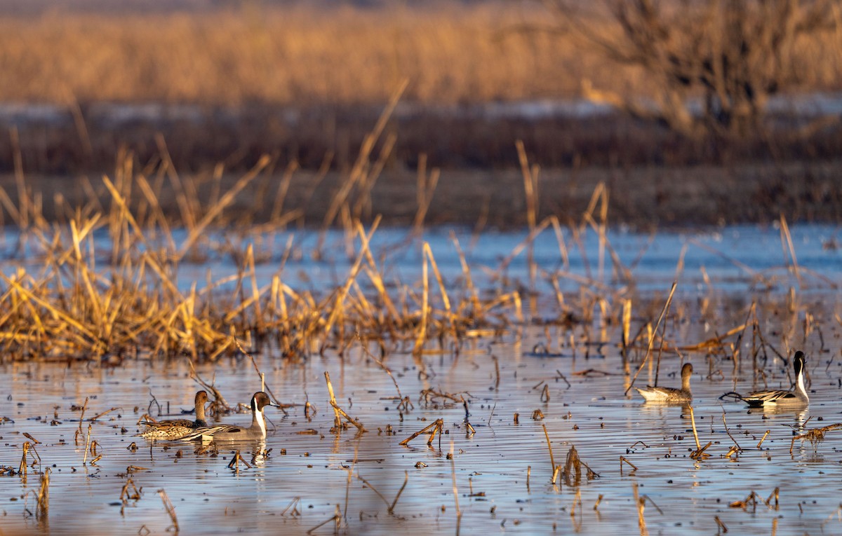 Northern Pintail - ML615770493