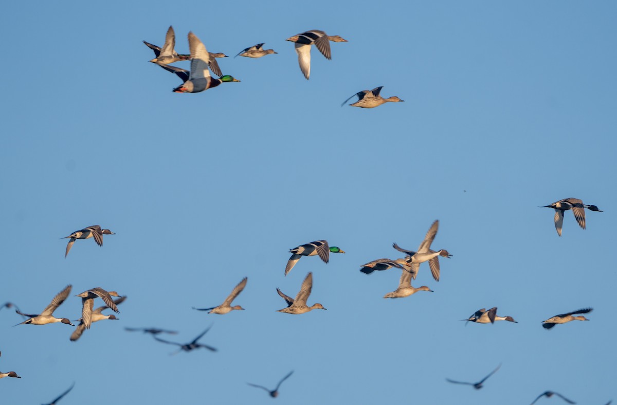 Northern Pintail - ML615770494