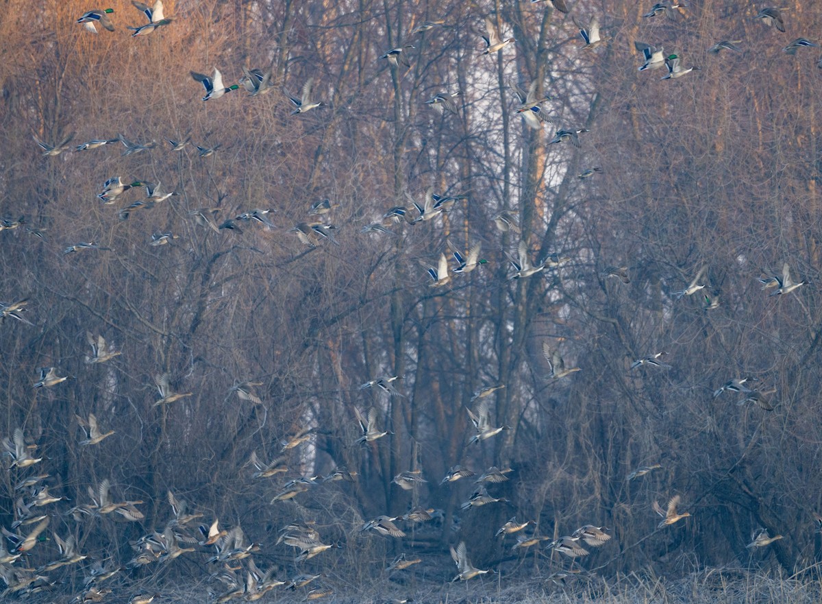 Northern Pintail - ML615770497