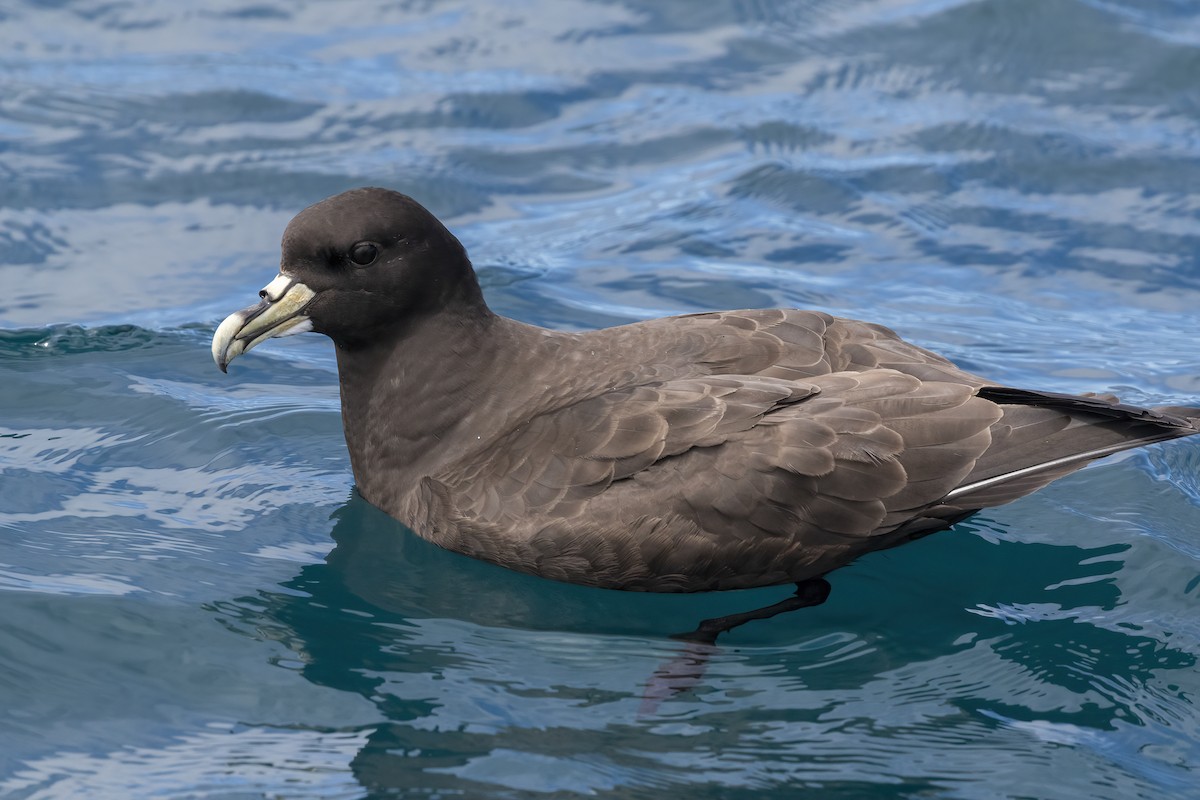 White-chinned Petrel - ML615770506