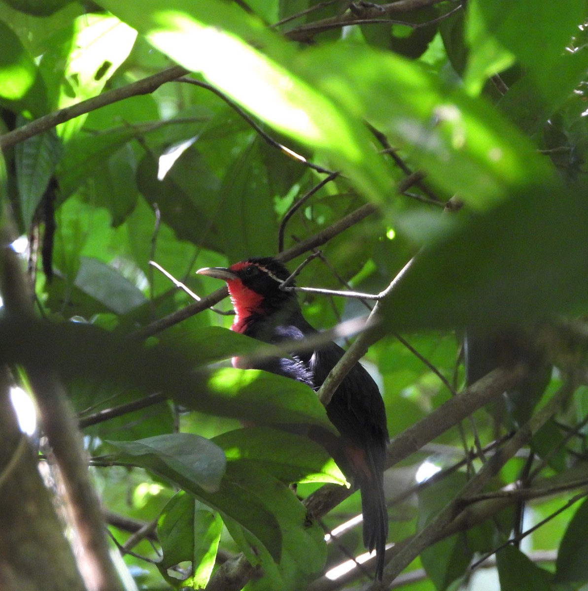 Rosy Thrush-Tanager - David W Foster