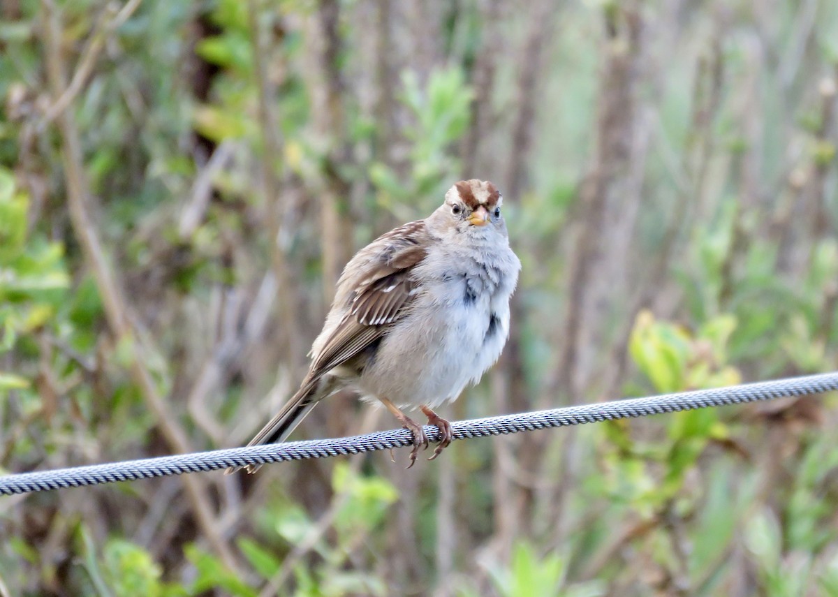 White-crowned Sparrow - Betty Van Kirk