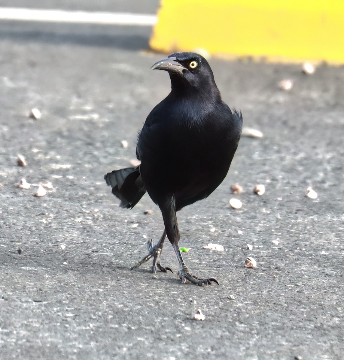Great-tailed Grackle - ML615770569