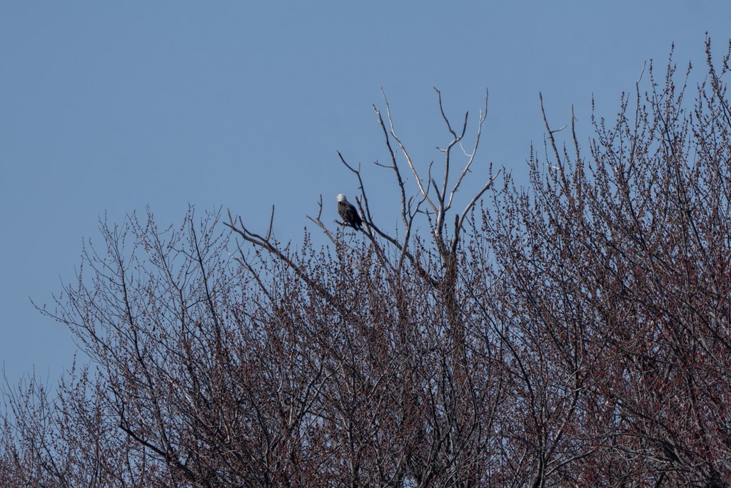 Bald Eagle - ML615770603