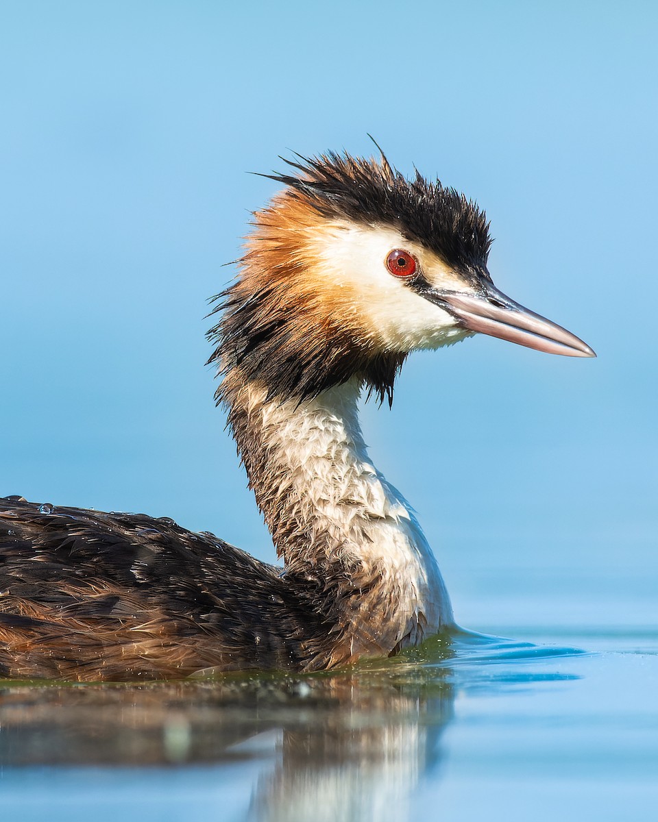 Great Crested Grebe - ML615770625