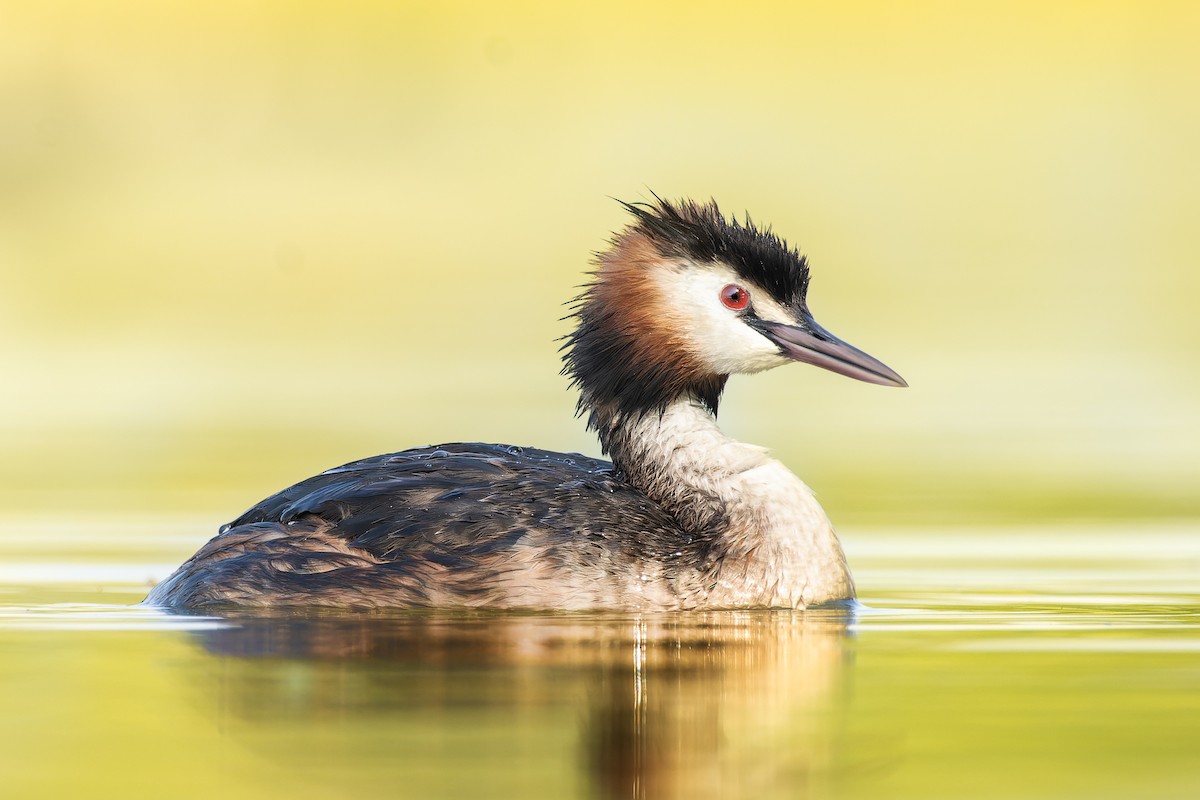 Great Crested Grebe - ML615770629