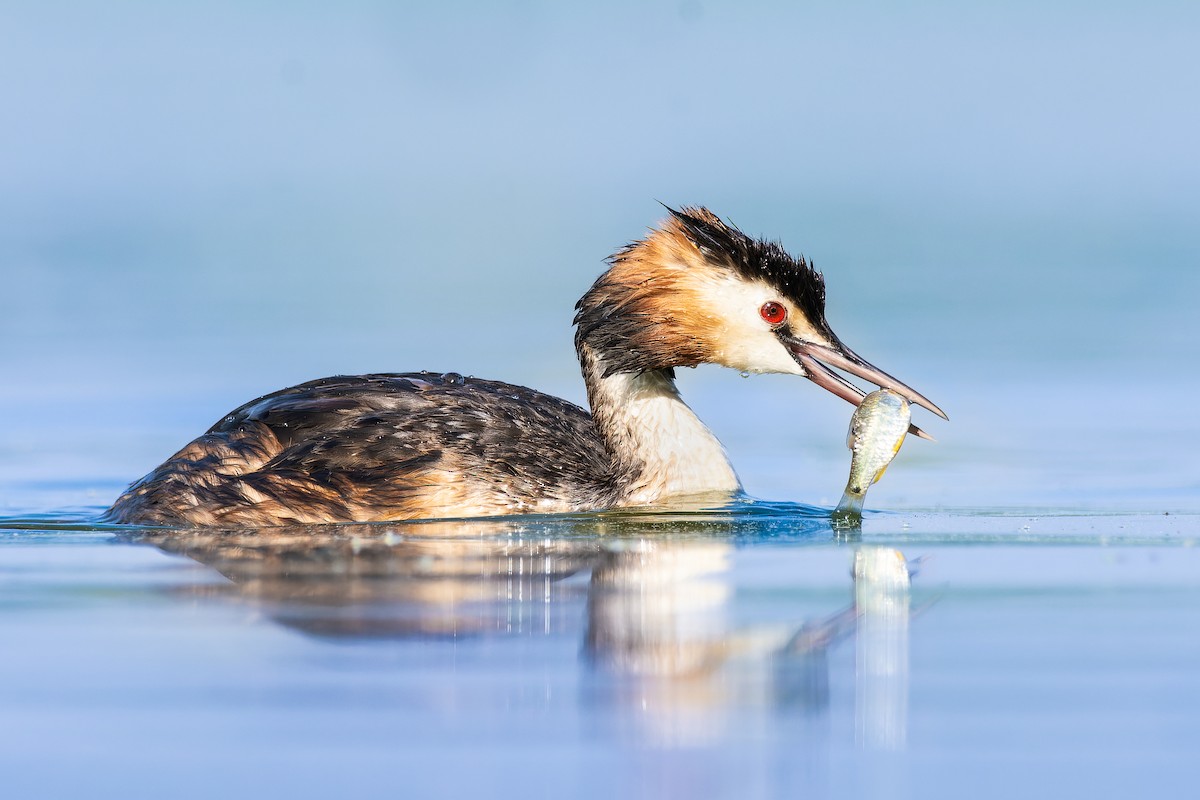 Great Crested Grebe - ML615770634