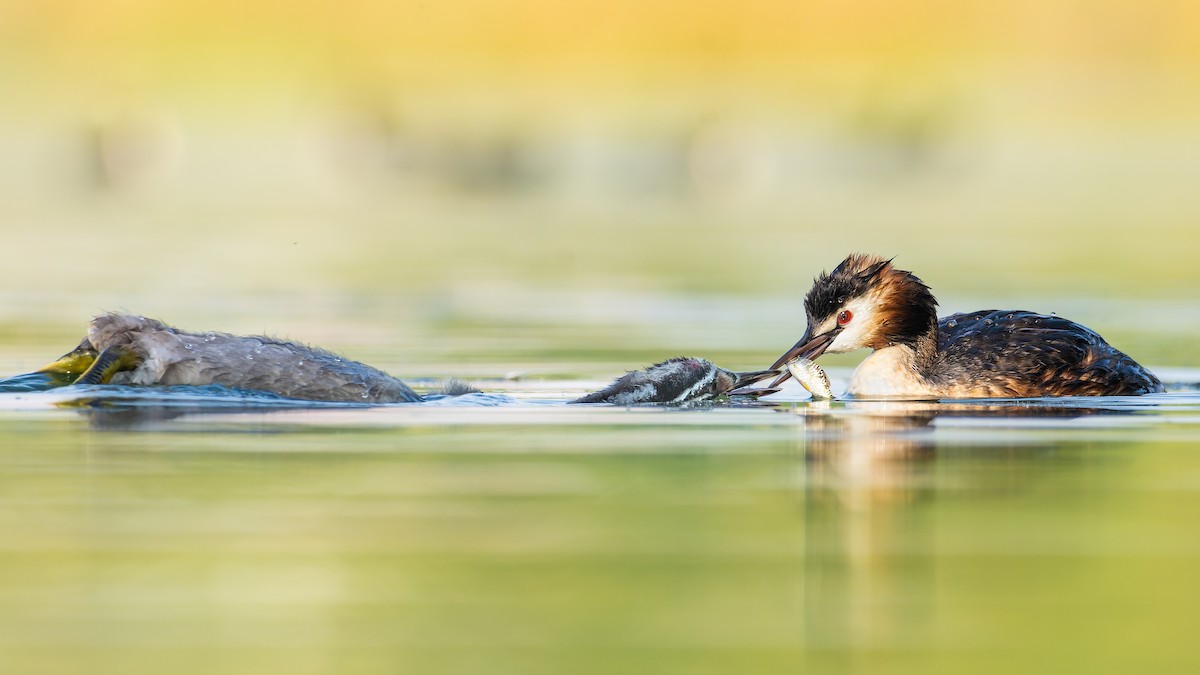 Great Crested Grebe - ML615770636