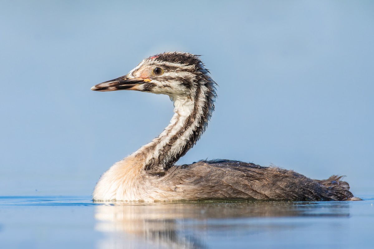 Great Crested Grebe - ML615770637